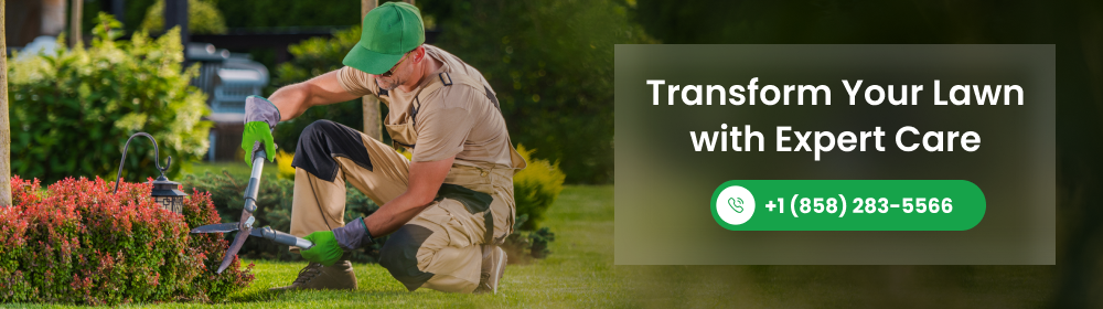 lawn care maintenance
